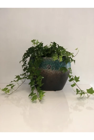 Hedera Helix ürün görseli 1