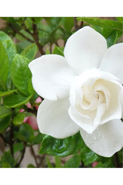 Gardenia Jasminoides | Gardenya Çiçeği | S.çapı 13cm | Ev Ofis Salon Iç Mekan Bitkisi - Resim 2