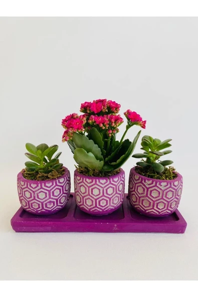 Mor Petek Model Trio Beton Saksıda Para Çiçeği Ile Kalanchoe(kalanşo) - Resim 2