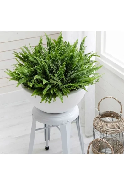 Aşk Merdiveni (fujer)xl ürün görseli