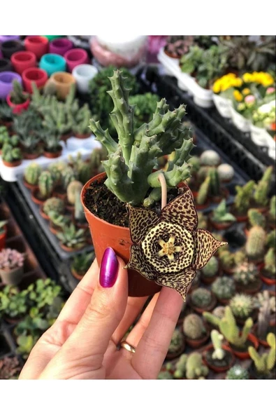 Leş Kaktüsü (Stapelia) ürün görseli
