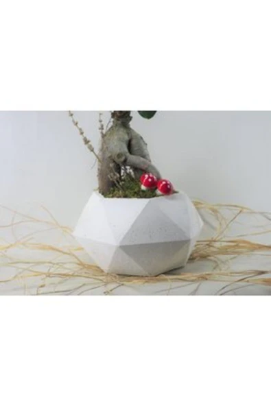 Ficus Ginseng Bonsai & Beyaz Geometrik Beton Saksıda Hediyelik Canlı Çiçek - Resim 4