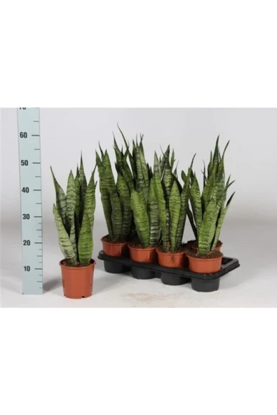 Sansevieria Pasha 1881 ürün görseli