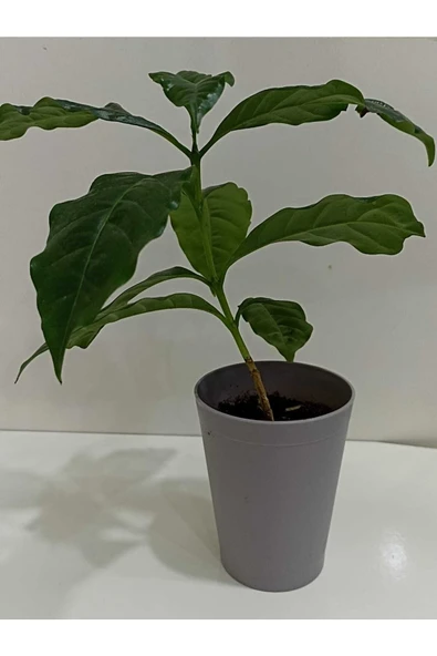 Kahve Çiçeği Coffea Arabica - Kahve Fidanı - 3