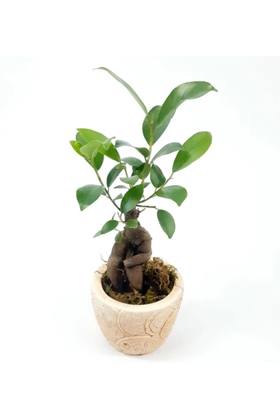 Para Desenli Eskitme Saksıda Ficus Bonsai Bitkisi - 2