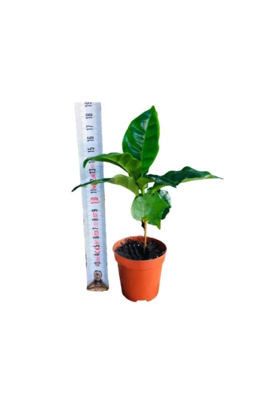 Kahve Fidanı Kahve Fidesi Kahve Ağacı Coffea Arabica 2adet