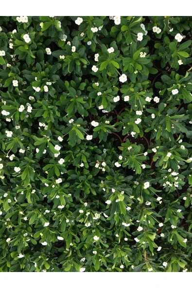 Dikenler Tacı Çiçekli Ithal Hollanda Milli (BEYAZ) ürün görseli