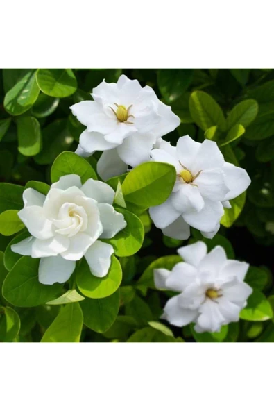 Gardenya Çiçeği-gardenia Jasminoides- Köklü,kendi Bitkini Yetiştir - Resim 2