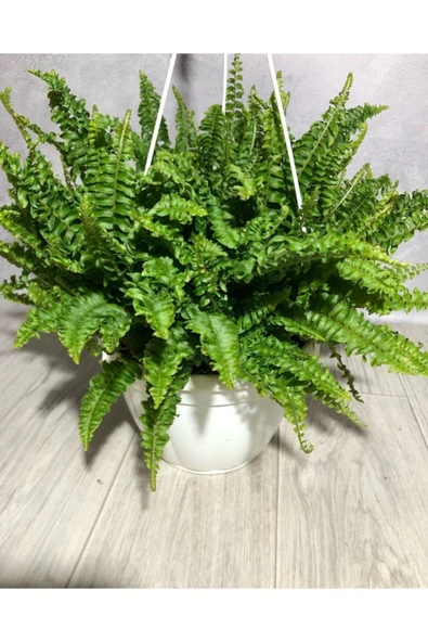 Aşk Merdiveni ( Fujer ) Askılı - Resim 5