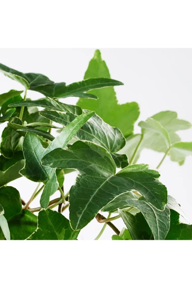 Hedera Helix - Bebek Orman Sarmaşığı Ev Ve Ofis Bitkisi - Resim 2