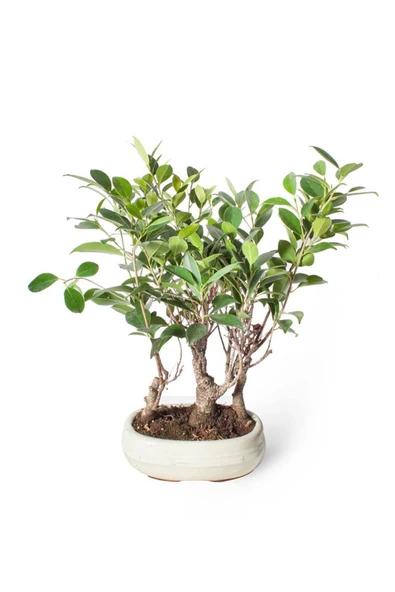 Bonsai Ficus Krem Oval Saksılı 21cm Ø ürün görseli 1