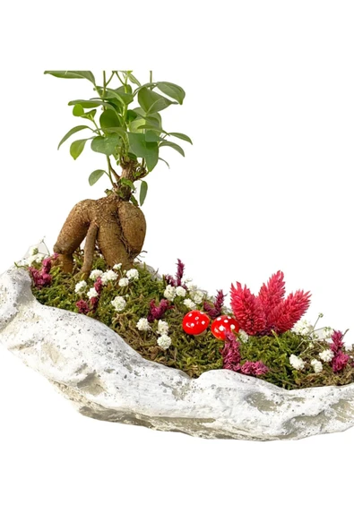 Beton Kaya Saksıda Mini Ficus Ginseng Bonsai - 3