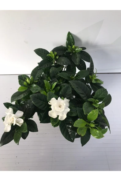 Gardenya Çiçeği Ev Ofis Bitkisi - Resim 3