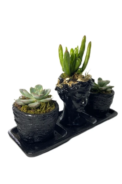 Üçlü Helen Serisi Crassula Hobbit Ve Sukulent Tasarım - Resim 2