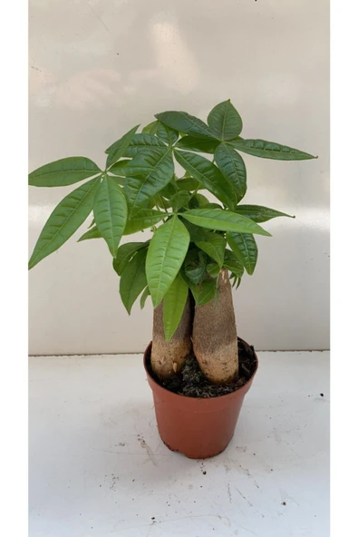 Pacira- Para Çiçeği 3 Gövdeli - Resim 2