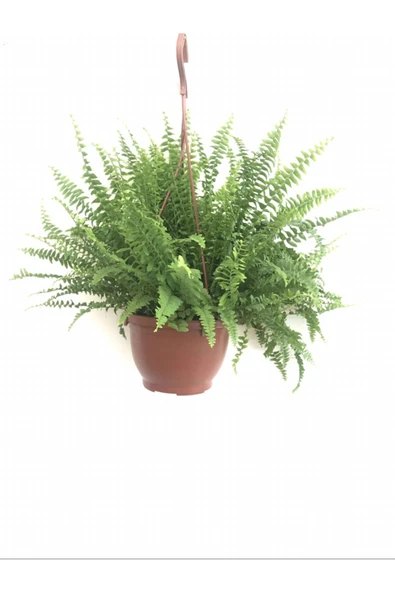 Fujer Aşk Merdiveni Makrome Askılı Saksıda - Resim 2