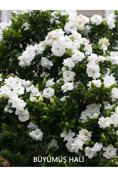 Gardenia Jasminoides | Gardenya Çiçeği | S.çapı 13cm | Ev Ofis Salon Iç Mekan Bitkisi - Resim 3