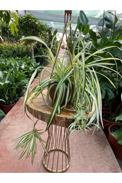 Yeşil Kurdele Çiçeği Chlorophytum Comosum 30-50 Cm ürün görseli 1