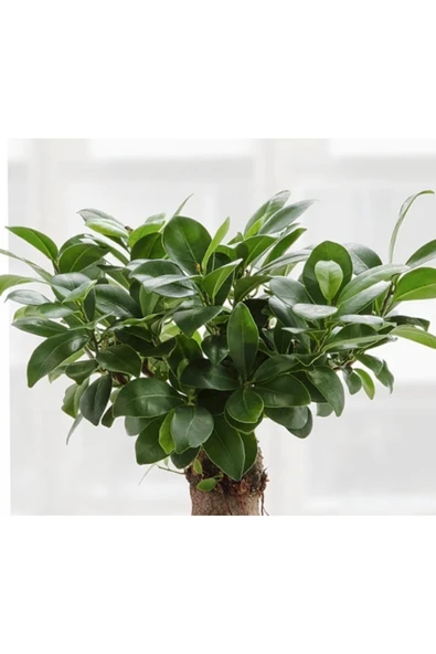 Ficus Ginseng Bonsai - Adam Ağaç - Ev Ofis Salon Iç Mekan Bitkisi - Ø:17 Cm - H:40 Cm - 2