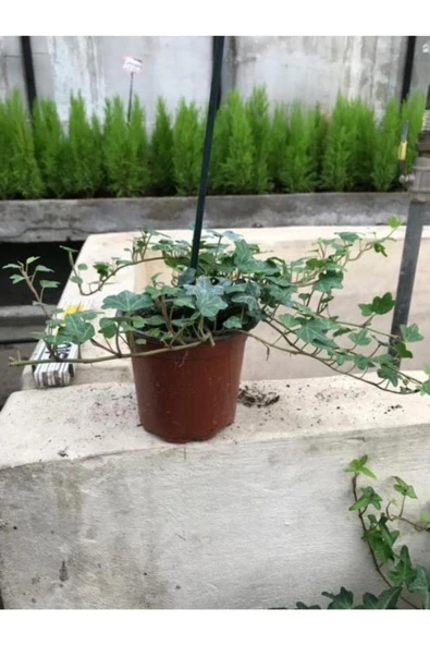 Hedera Sarmaşık 3 Adet - Resim 4