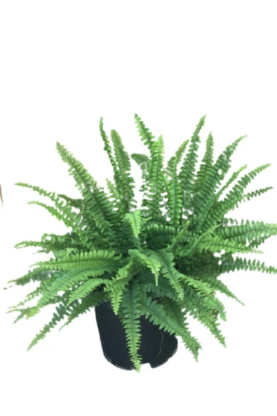 Flora Aşk Merdiveni Nephrolepis ürün görseli