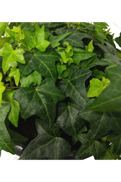 Hedera Helix - Orman Sarmaşığı Askılı Saksıda - Resim 2