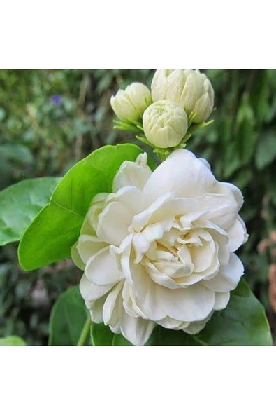 Katmerli Full Çiçeği, 5.5 Cm Saksıda ürün görseli