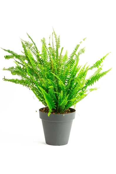 Gri No:3 Yalı Saksıda (20-25 Cm) Aşk Merdiveni ürün görseli