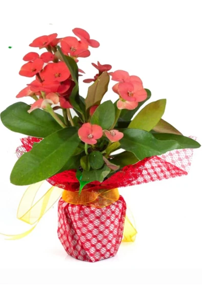 Dikenler Tacı Euphorbia Milii ürün görseli 1