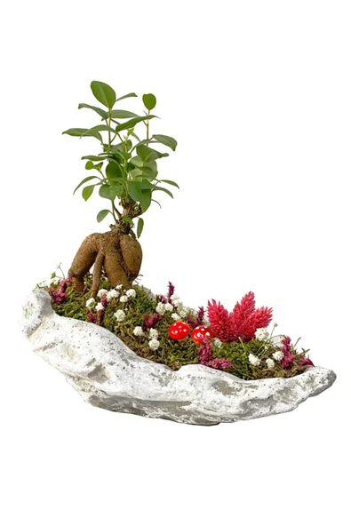 Beton Kaya Saksıda Mini Ficus Ginseng Bonsai - 2