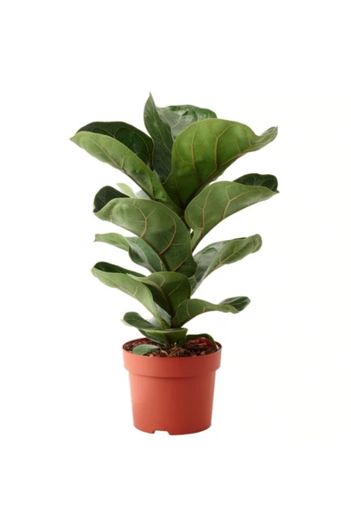 Ficus Lyrata Bambino Keman Yapraklı Kauçuk Bitkisi ürün görseli