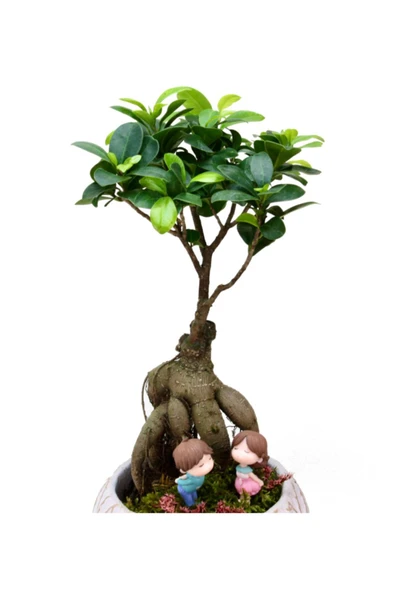 Lamina Beyaz Ficus Bonsai ve Kız ve Erkek Çocuk - Resim 2