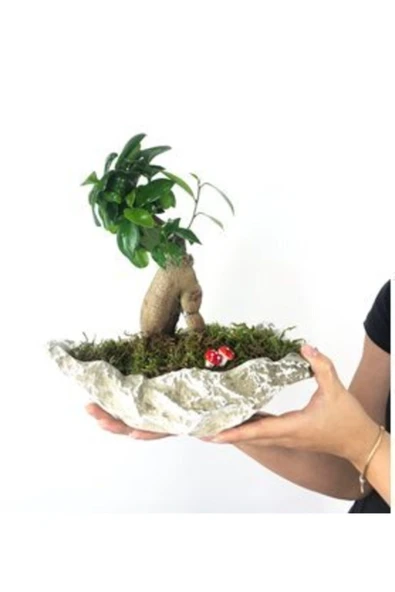 Ficus Ginseng Bonsai & Gri Roda Beton Saksıda Hediyelik Canlı Çiçek - Resim 2