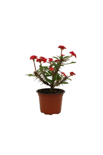 Euphorbia Milli Dikenler Tacı Kırmızı Çiçekli 20cm Iç Mekan Dekoratif Bitki ürün görseli