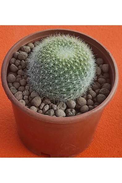 Mammillaria microthele-8,5 cm saksı-ref 06B/Ş28 - Resim 2