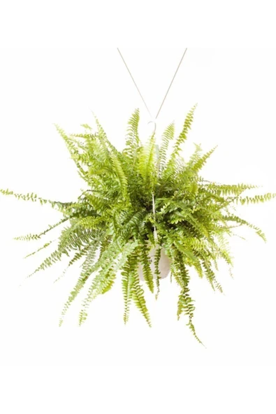Nephrolepis Fujer Aşk Merdiveni Askılı 18cm Ø - Sarkan Bitki ürün görseli
