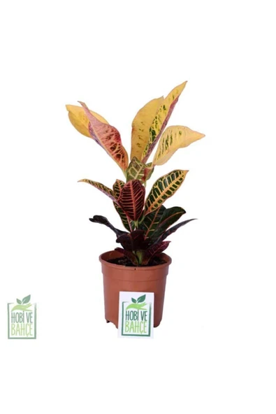 Kraton Çiçeği - Croton Petra - Bitki Boyu 30-40 Cm ürün görseli