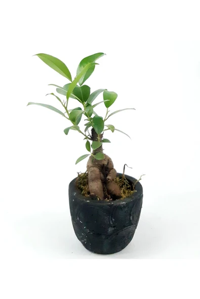 Para Desenli Siyah Saksıda Ficus Bonsai Bitkisi