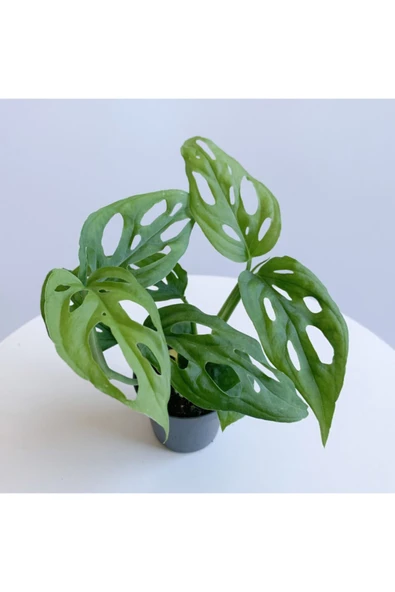 Monstera Adansonii - Deve Tabanı Bitkisi (mini) - 3