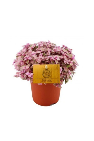 Callisia Plastik Saksıda 10,5 cm ürün görseli