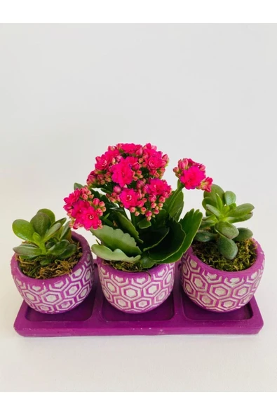 Mor Petek Model Trio Beton Saksıda Para Çiçeği Ile Kalanchoe(kalanşo) - Resim 3