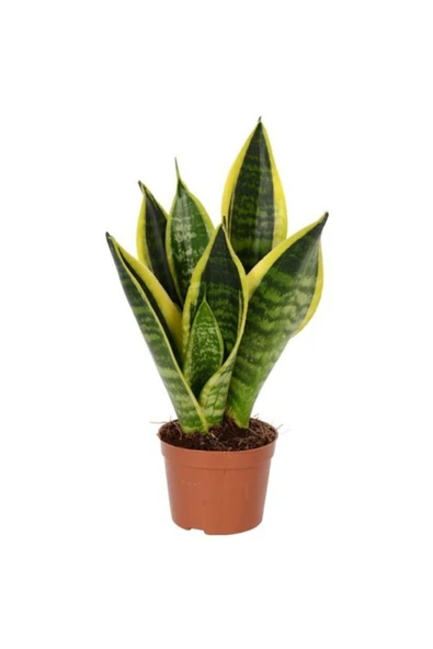 Paşa Kılıcı Mini 30-40cm Peygamber Kılıcı ürün görseli