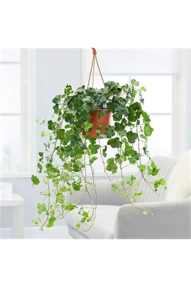 Askılı Sarmaşık Hedera Helix 30 cm ürün görseli