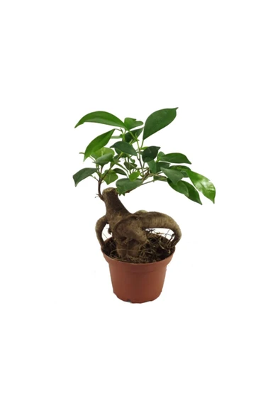 Ficus Bonsai Ağacı – 6 Cm Plastik Saksıda ürün görseli 1