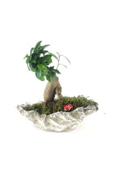 Ficus Ginseng Bonsai & Gri Roda Beton Saksıda Hediyelik Canlı Çiçek - Resim 3
