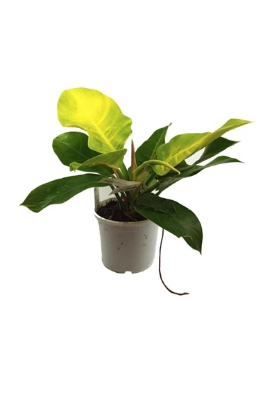 Philodendron Moonlight (17 Cm Saksıda) ürün görseli