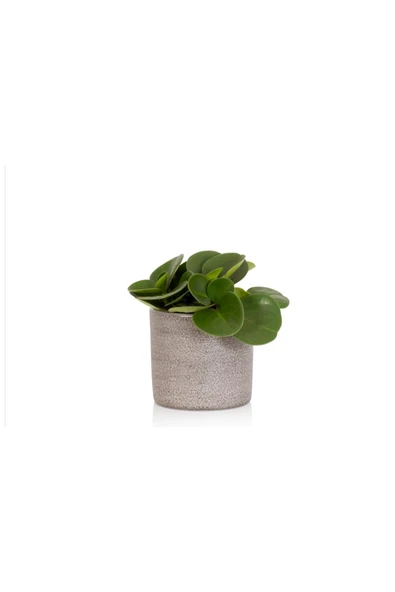 Peperomia Obtusifolia 10.5 Seramik Saksıda