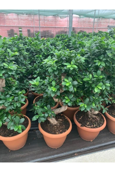 Bonsai Ficus Ginseng S Gövde 110-120 Cm Bonsai S Gövde ürün görseli