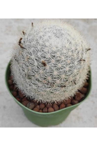 Mammillaria Microthele - 1
