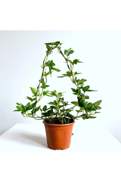 Yeşil Hedera Helix Sarmaşık Bitkisi 27 cm ürün görseli